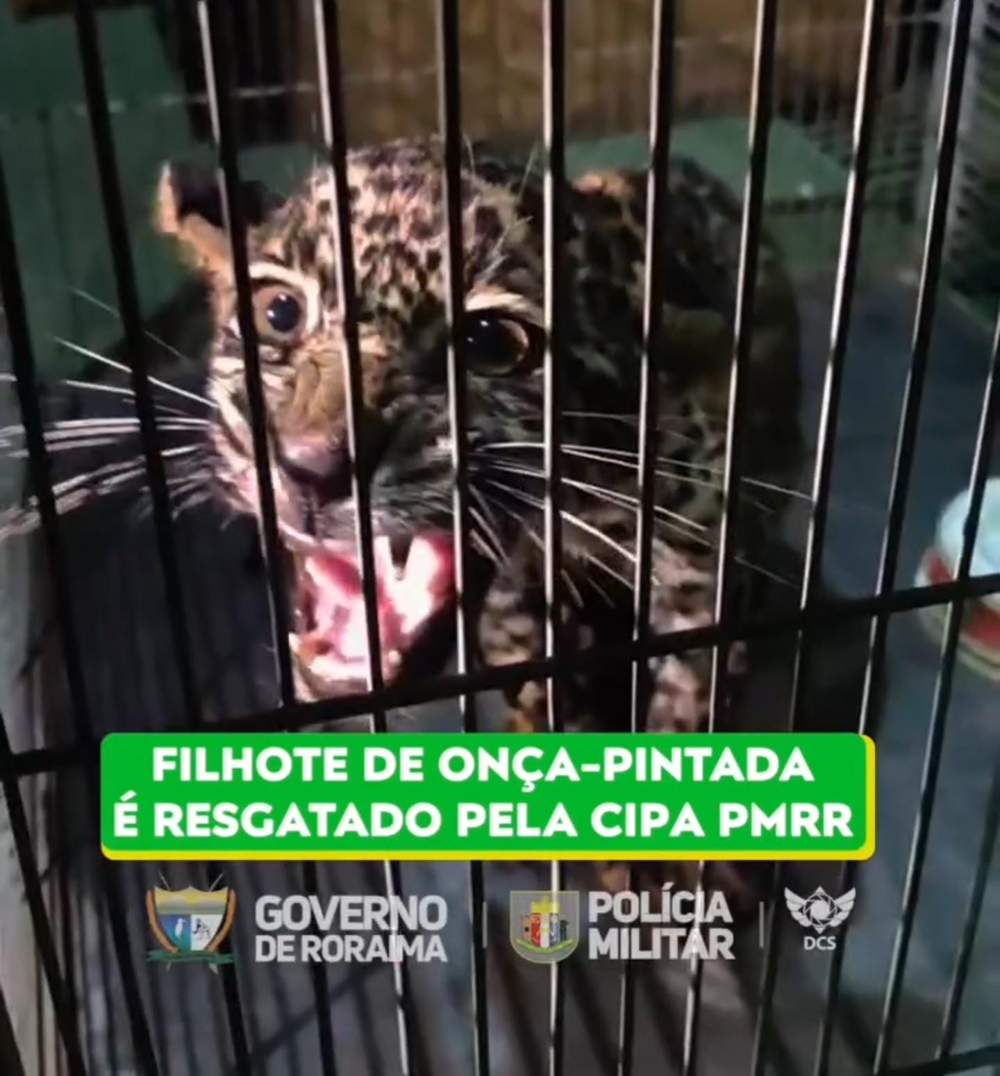 Filhote de onça-pintada é resgatado pela CIPA PMRR